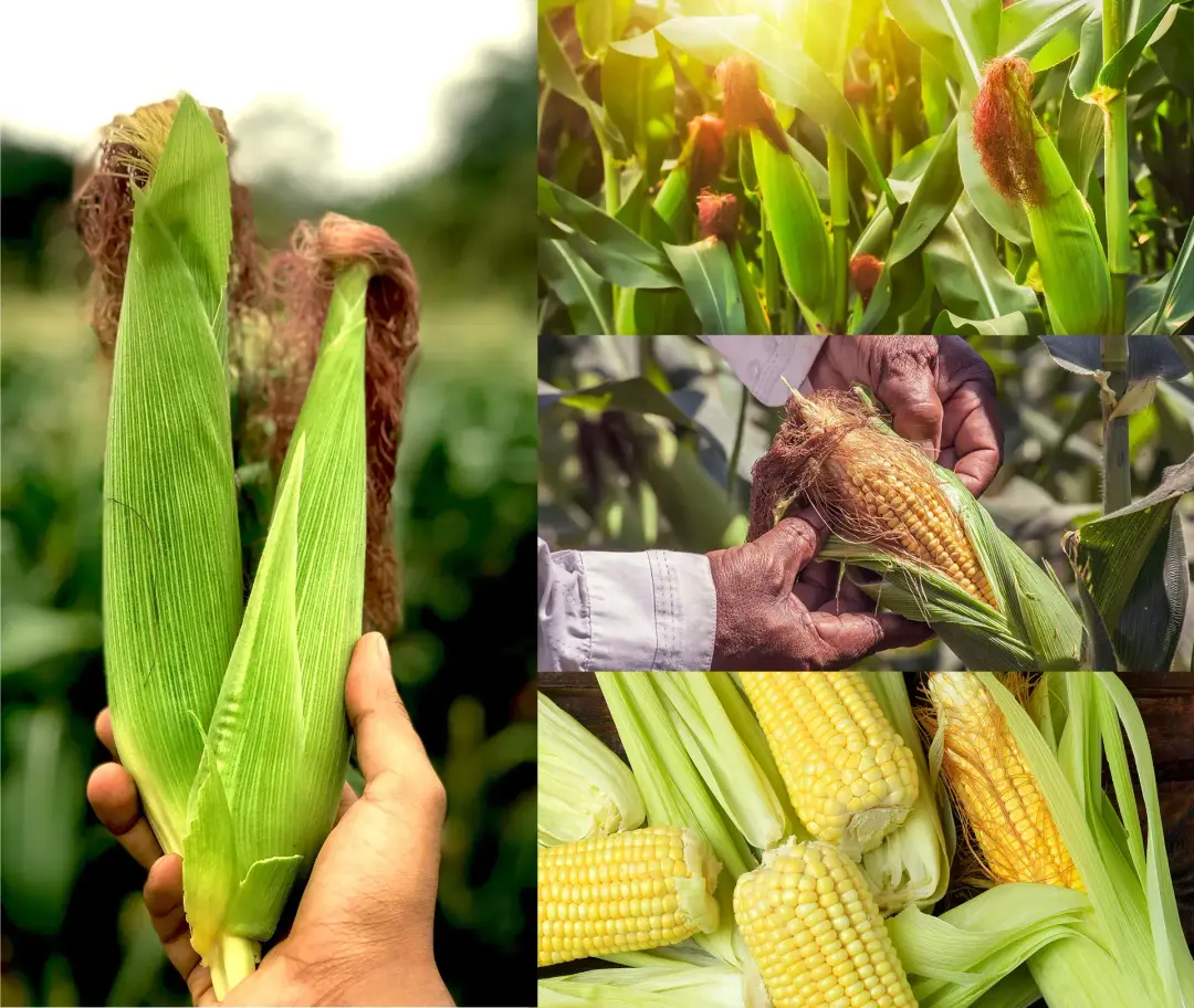 Image of corn